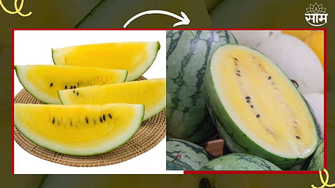Yellow Watermelon