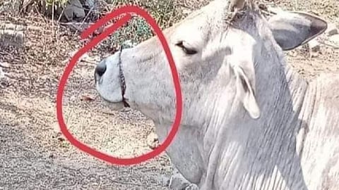 Cow Viral Photo 