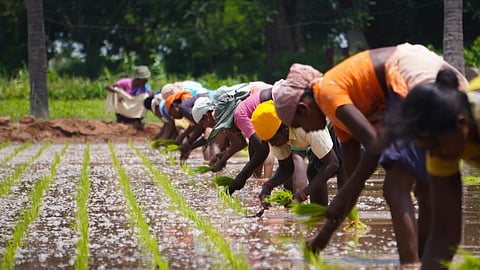satara, farmers