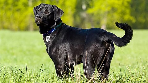 Dog News