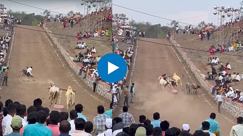 Bull Cart Race Viral Video 