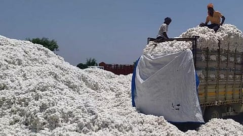 Cotton Price Today Maharashtra