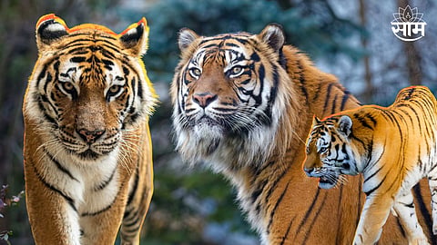 Maharashtra Tiger Population