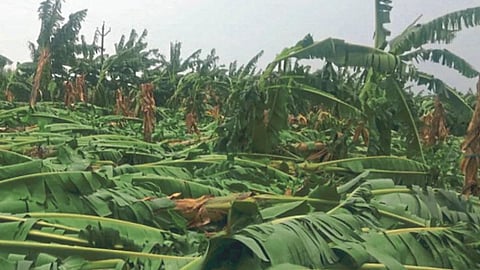 Banana Crop Insurance