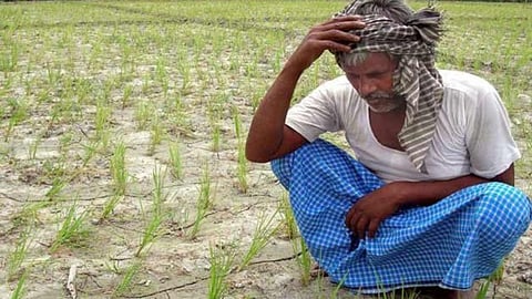 Beed Farmer