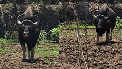 Bison in Pune