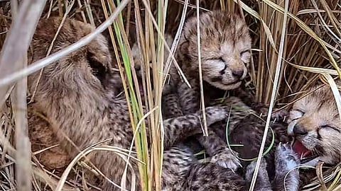 Kuno National Park  Two More Namibiyan Cheetah Cubs Reported Dead
