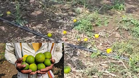 Buldhana News