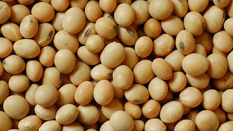 soyabean price