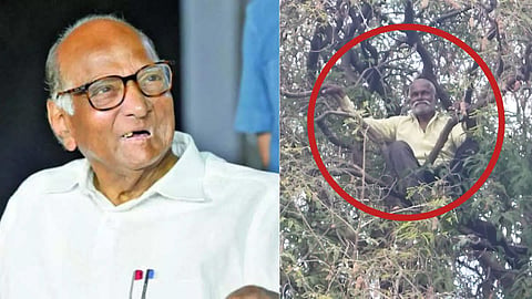 NCP workers protest by climbing tree