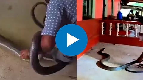 viral snake video