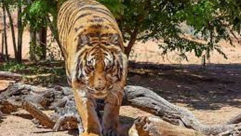 Tiger Attack