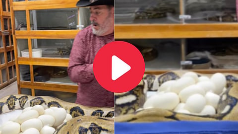 Python Viral Video