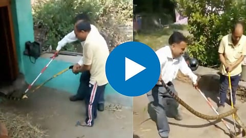King Cobra Viral Video