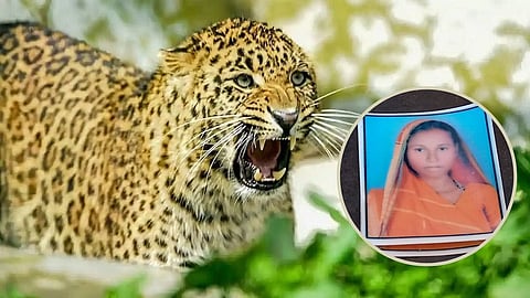 Leopard Attack On Sleeping woman 