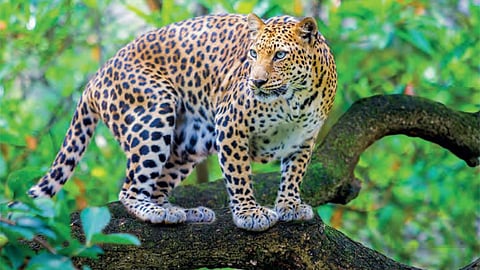 Leopard Attack