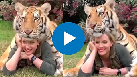 Tiger Viral Video