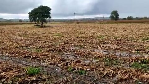 Marathwada Farmer