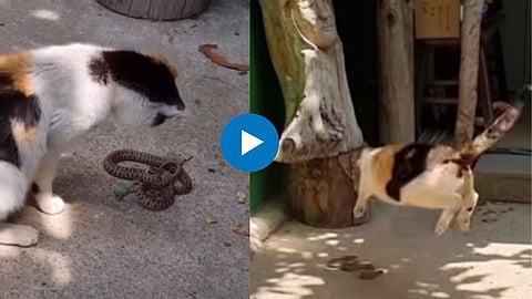 King cobra and cat Fight viral snake video on social media
