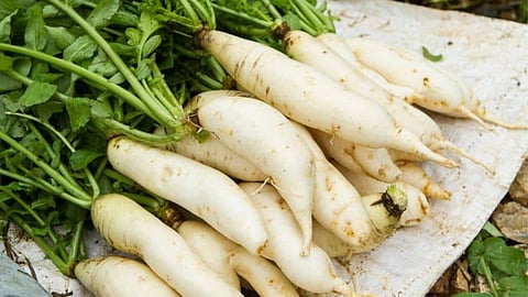 Radish Benefits 