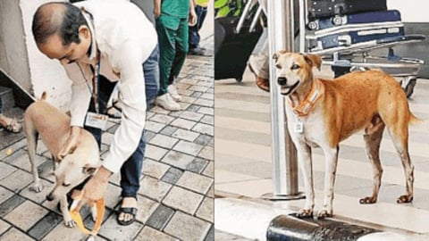 Aadhar Card For Dogs