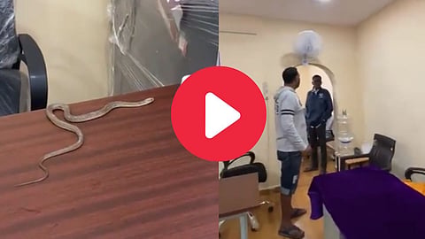 snake in office