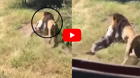 Lion Attack Viral Video