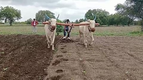 Beed Farmer News