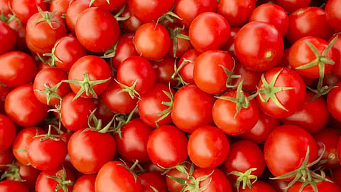tomato, gondia news, gondia crime news