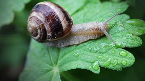 snail, farmer