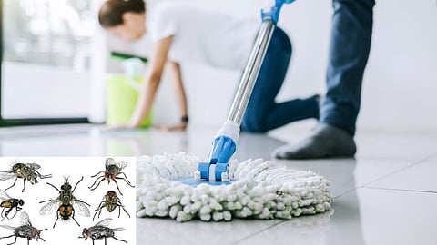 How To Get Rid of Rain Insects