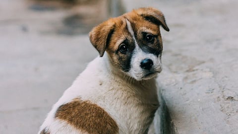 Stray Dogs News