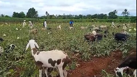 Sangli, farmers, 