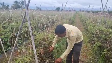 Pune News , Tomatoes Stolen in Shirur