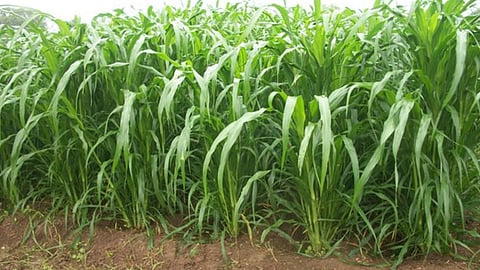 Green Fodder