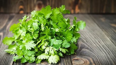 Kothimbir , coriander price drop in maharashtra