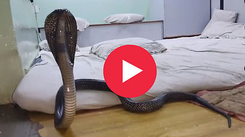 King Cobra In Pillow