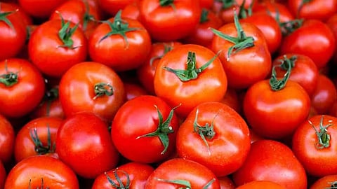 Tomato Price