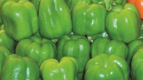 dhobli mirchi, capsicum 