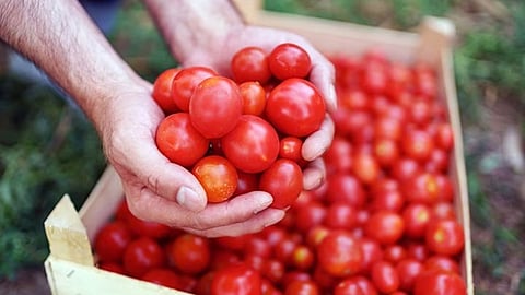Tomato Rate Today
