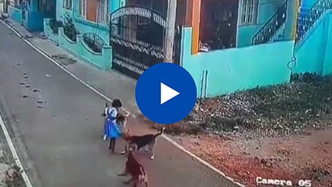 Dog Attack CCTV