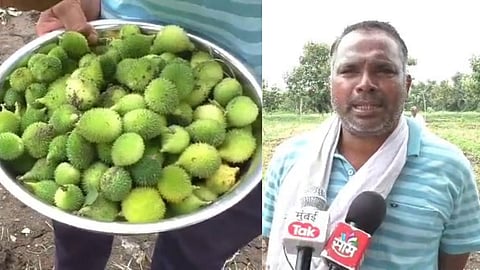 agriculture news Farmer success story kantola kartule Nanded District