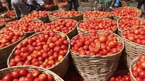 Tomato Price