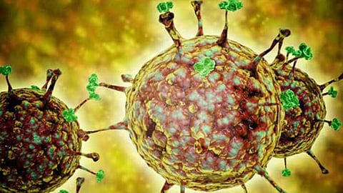 NIPAH virus
