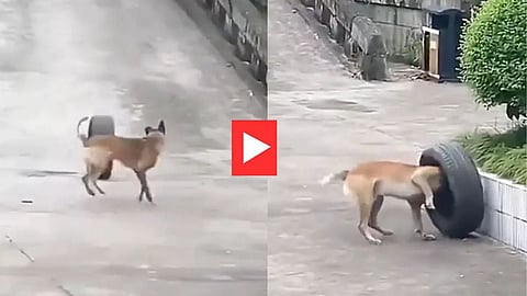 Viral Dog Video