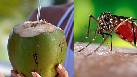Coconut Water Increase Platelets