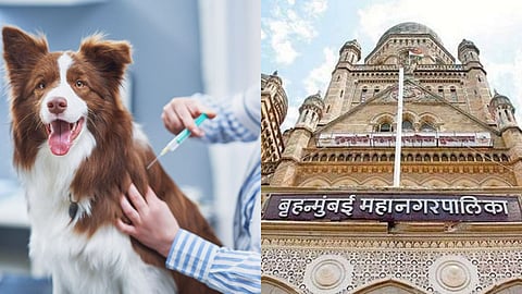 Rabies Vaccination