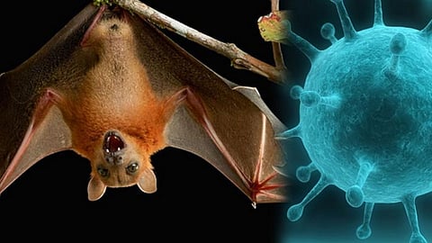 Nipah Virus Kerala