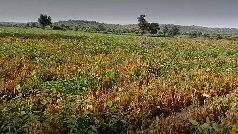 Soybean Crop