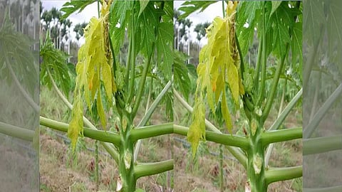 Nandurbar News Papaya Crop